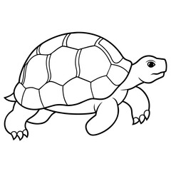 turtle illustration