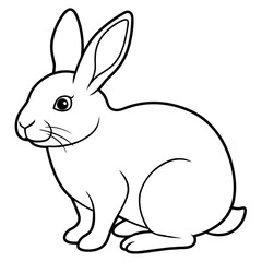 rabbit on white