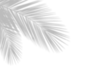 Palm leaf leaves shadow isolated on white background