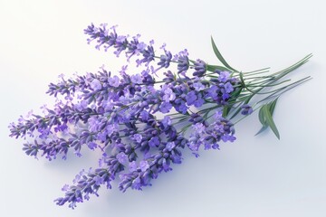 Vibrant purple flowers on a clean white background, perfect for various design projects