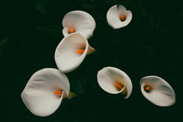 White blooming arum lilies with orange hearts on dark green background top view. Blossoming plants are growing in spring garden. Floral composition.