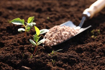 Seedlings and shovel with fertilizer on soil, closeup
