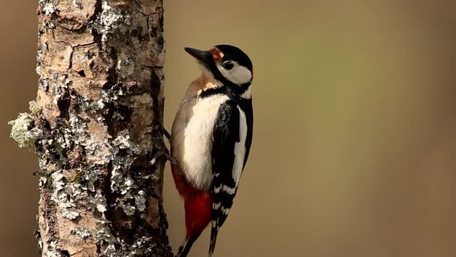 great woodpecker perched on a log feeding, woodpecker, dendrocopos major, dendrocopos, picinae, piciformes