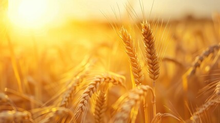 Naklejka premium Rural Summer Scene Golden Wheat Field Bathed in Sunlight at Sunset