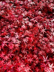 Close-up shot of bright red leaves of beautiful malpe tree growing in autumn forest. 