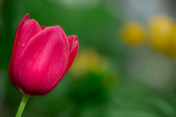 Beautiful pink tulip on bokeh garden background