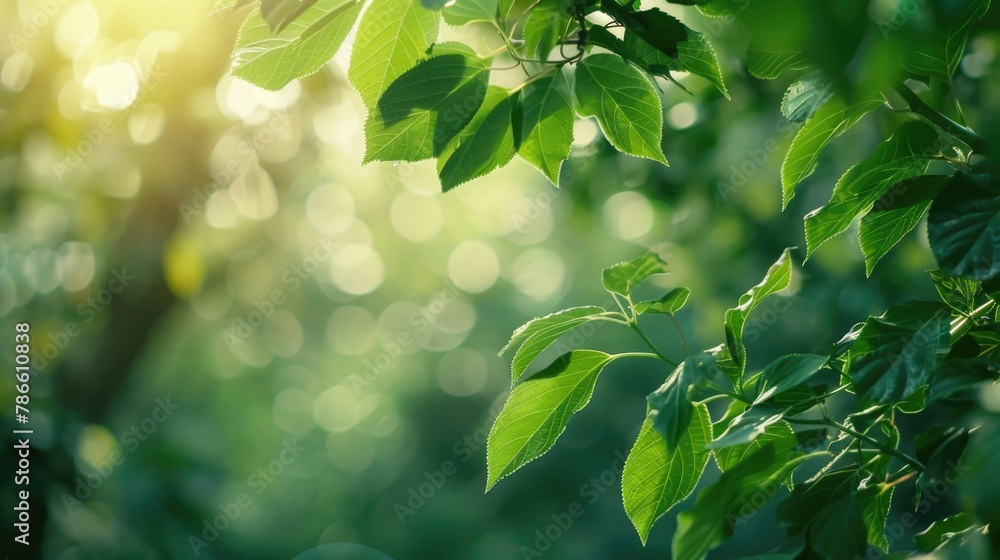 Poster sun shining through tree leaves, suitable for nature concepts