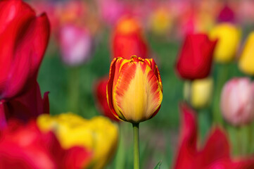 Gelb rote frisch geöffnete Blüte einer Tulpe in einem großen Blumenbeet
