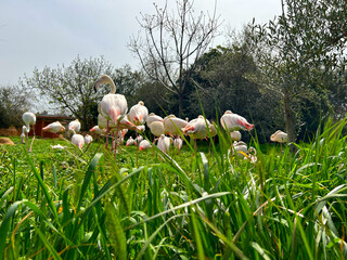 Flamingo in the zoo, outdoors. A bunch of flamingos are resting on the grass on a sunny day. A beautiful animal in a Greek zoo. - Powered by Adobe