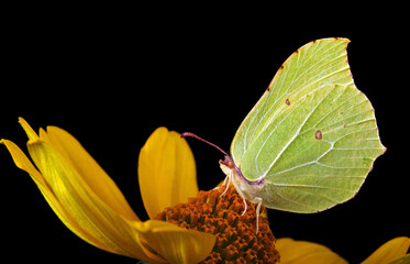 yellow butterfly on orange flower isolated on black. brimstones butterfly