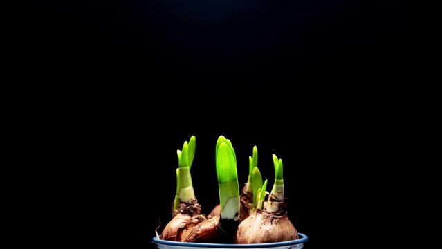 growing plants from bulbs on a black background time lapse