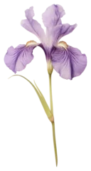 Möbelaufkleber PNG Real Pressed a japanese iris flower purple petal © Rawpixel.com