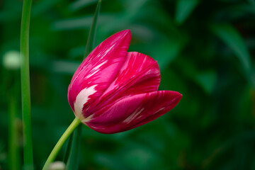 Beauty purple tulip in the garden