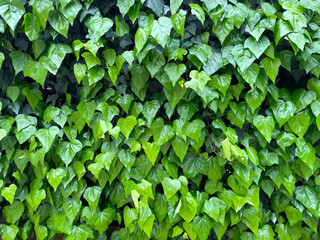 Ivy texture. A wall of fresh green leaves as a botanical background. Hedera canariensis, Algerian ivy closeup. Bright shades of young spring foliage. Climbing ornamental plant, creeping ground cover.
