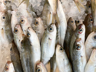 Obraz premium Fresh sea fish on the counter. Freshly caught fish with ice at a farmers market in Greece. Seafood. Healthy seafood. Sea delicacies. Fresh seafood.