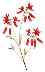 PNG Real Pressed a red Lobelias flower petal plant - obrazy, fototapety, plakaty