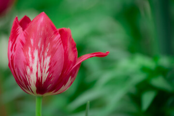 Close-up of the bright pink petals of a tulip flower. Bokeh background. Copy space.