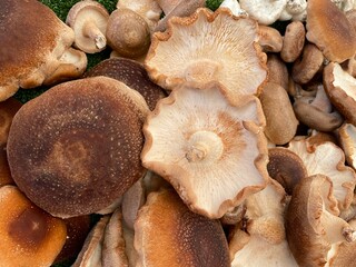 Background of many shitake mushrooms. Brown shitake in full frame. Fresh chestnut mushrooms at the market. Store background. Healthy food. Images of vegetable products.
