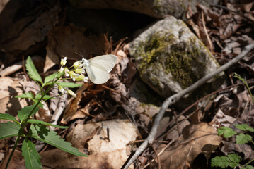 West Virginia White butterfly perched on a tiny, wildflower in the Appalachian mountains of Tennessee.