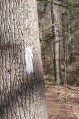 Appalachian Trail White blaze trail marker on a tree trunk near hiking path.
