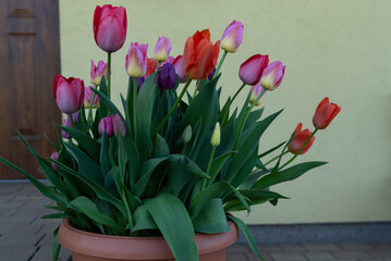 Kolorowe tulipany w donicy - obrazy, fototapety, plakaty