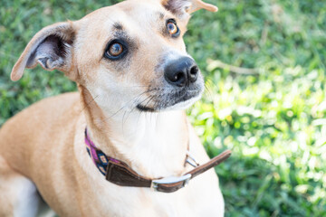 Beautiful mongrel dog sitting with an attentive look at his owner while being trained.