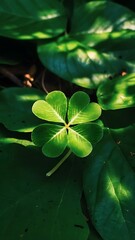 four leaf clover with dew, four-leaf clover in grass, leaves, plants, greens, flowers and plants,