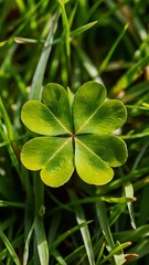 four-leaf clover in grass, leaves, plants, greens, flowers and plants,