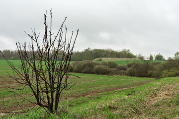 A lone tree stands amidst a field with surrounding shrubs and grassland