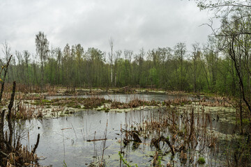 A murky swamp nestled among trees under a cloudy sky