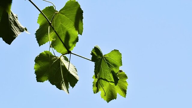 Common grape vine in house backyard in summer
