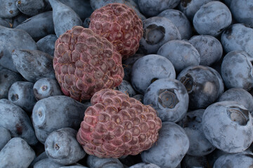 Blueberries, Raspberries and Honeyberries Backgrounds