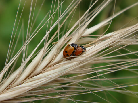 Adonis ladybird beetle (Hippodamia variegata), also known as variegated ladybug or spotted amber lady beetle, a mating pair on an ear of rye