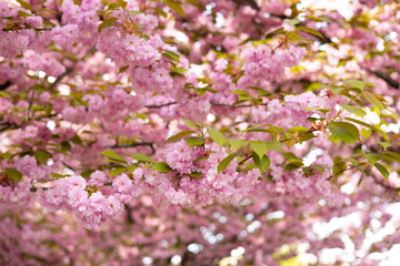 Cherry blossom in spring. Spring background with a branch of blooming sakura. Tenderness. Perfumery concept.