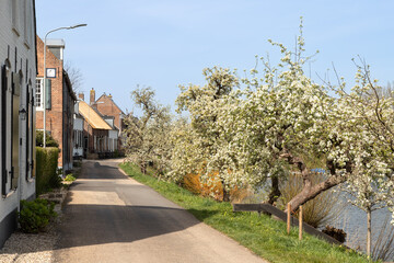 Blooming fruit trees on the dike in the village of Acquoy on the river Linge in the Betuwe.