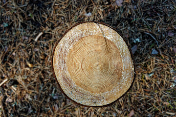 Stump with rings on forest path
