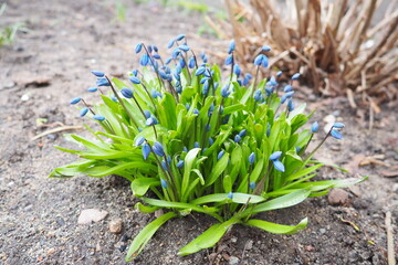 Scilla is a genus of bulb-forming perennial herbaceous plants in the family Asparagaceae, subfamily Scilloideae. Sometimes called the squills in English. Blue flowers in a flowerbed in early spring - Powered by Adobe