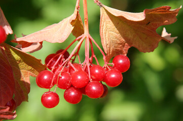 Red viburnum, bunch of ripe berries with leaves