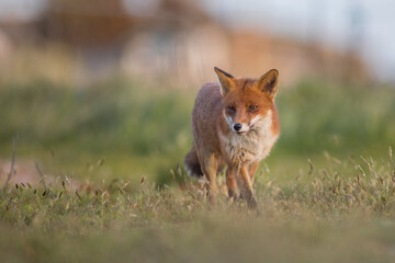 Red Fox close up low level close up in open summers field evening looking at camera head on walking 