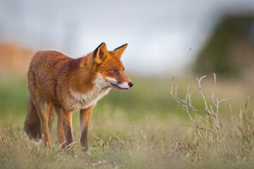 Fototapeta premium Red Fox standing in A Nature Background in the Dunes