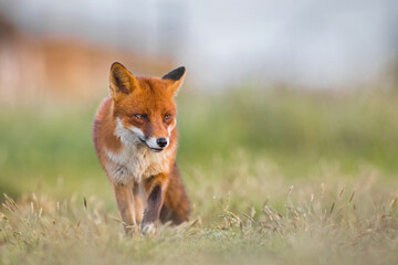red fox vulpes close up sat in summers green grass, head on looking to the side in sunlight