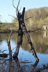 Two trunks of dry willow trees near the shore of the lake.
