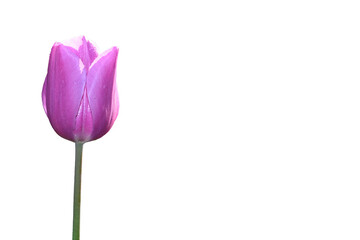 pink tulip flower on a white background with space to add text