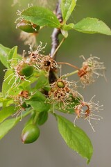 The transformation of cherry plum flowers into fruit; macro photo of the fruit in formation (tail, pericarp, ovule, stamens and sepals); Prunus cerasifera	