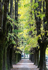 Allée bordée arbre. Cimetière monumental, Milan - Italie
