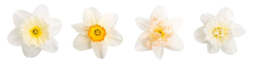 Set of different daffodil flowers isolated on white background. Symbol of spring. Element for your design, mockup