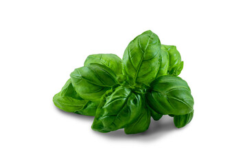 Green basil leaves lie on a white background