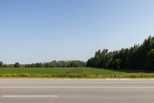 Serene roadside view - expansive grassy field - distant tree line under clear blue sky. Taken in Toronto, Canada.