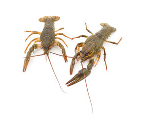 Two raw crayfish. - 786627482