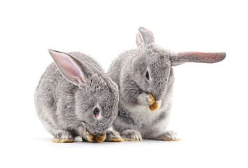 Two beautiful rabbits washing themselves. - 786627487